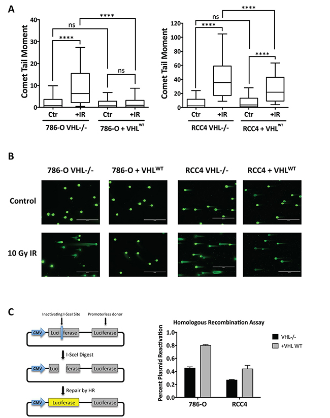 DNA double-strand break repair is impaired in VHL-deficient renal carcinoma cells.