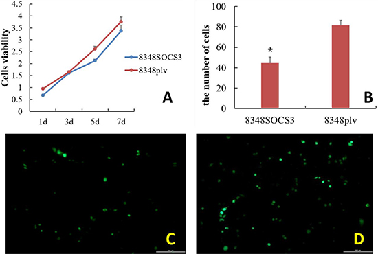Effect of high SOCS3 expression on the growth, proliferation and invasion capability of CRC cells.