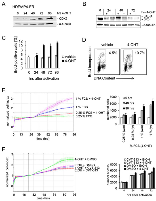 CDK2 is mediator of AP4-induced proliferation in HDFs.