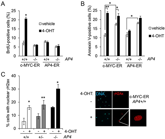 AP4 as a mediator of c-MYC function.