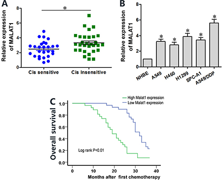 Lung cancer tissues and cell lines show high MALAT1 levels that influence cisplatin sensitivity.