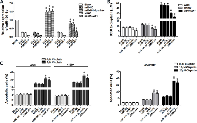 High miR-101-3p levels enhance cisplatin-induced apoptosis in lung cancer cells.