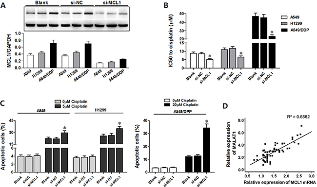MCL1 knockdown sensitizes lung cancer cells to cisplatin.