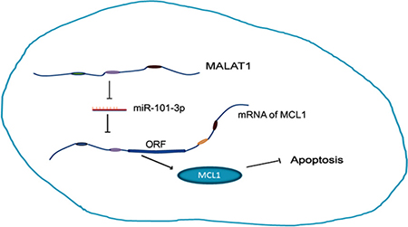 MALAT1 promotes cisplatin resistance by sequestering miR-101-3p and enhancing MCL1 expression through the MALAT1/miR-101-3p/MCL1 axis.