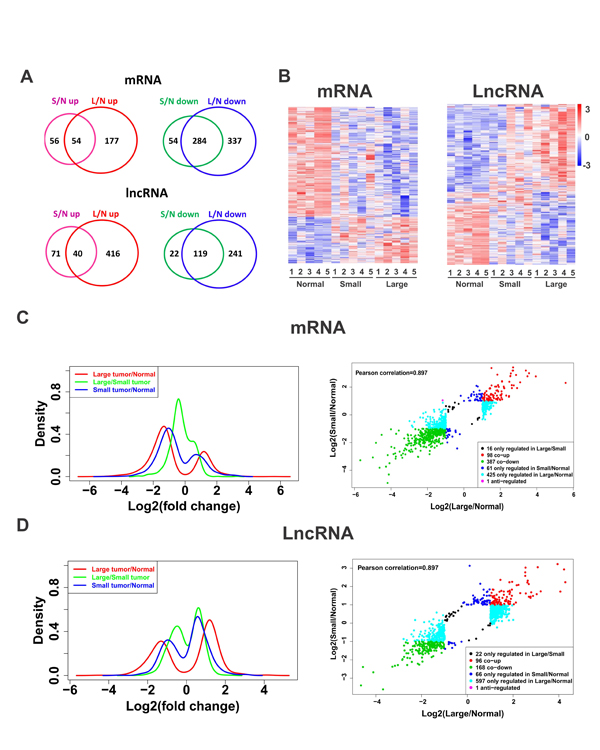 Fig.1: Altered global expression patterns of lncRNA and mRNA in leiomyomas.