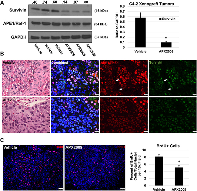 In vivo treatment with APX2009 reduces survivin protein levels and BrdU incorporation in C4-2 xenograft tumors.