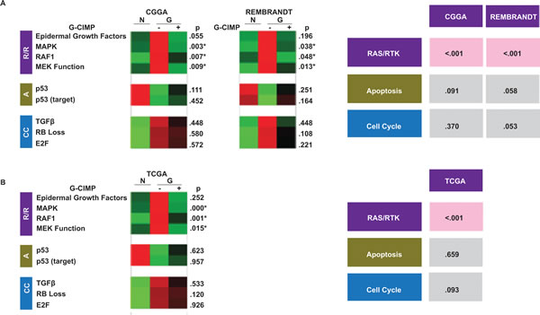 Differential pathway utilization in G-CIMP+ and G-CIMP- glioblastomas.