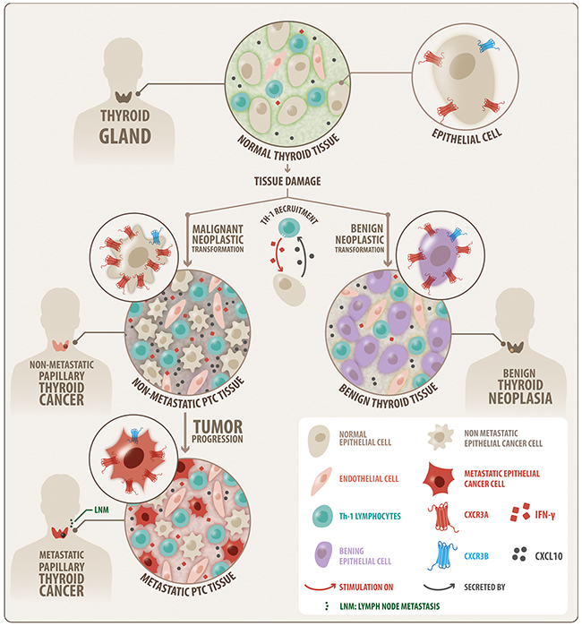 Schematic modeling of the CXCR3 variant expression profile that is associated to thyroid benign neoplasia and PTC.