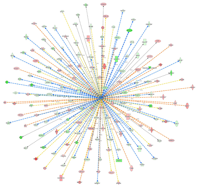 The network of &beta;-estradiol.