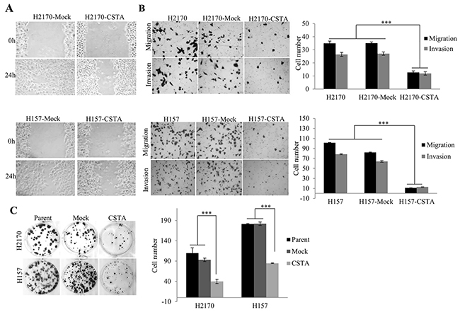 The effect of CSTA on proliferation, motility, migration and invasion in H2170 and H157.