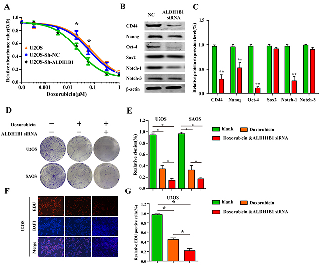 The role of ALDH1B1 in drug resistance and stemness of OS cells.