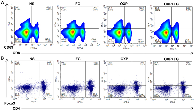 OXP and FG combination promoted activated CD8+ T cells and reduced regulatory T cells.