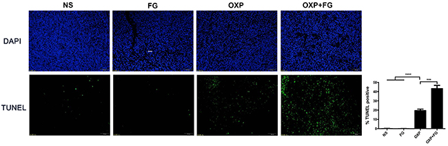 OXP and FG combination promoted tumor apoptosis in vivo.