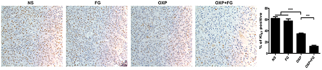 OXP and FG combination attenuated tumor proliferation in vivo.