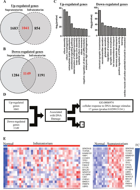 Differentiated genes in infratentorium and supratentorium ependymomas.