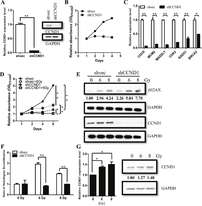 CCND1 regulate cell proliferation and DNA repair in ependymomas.