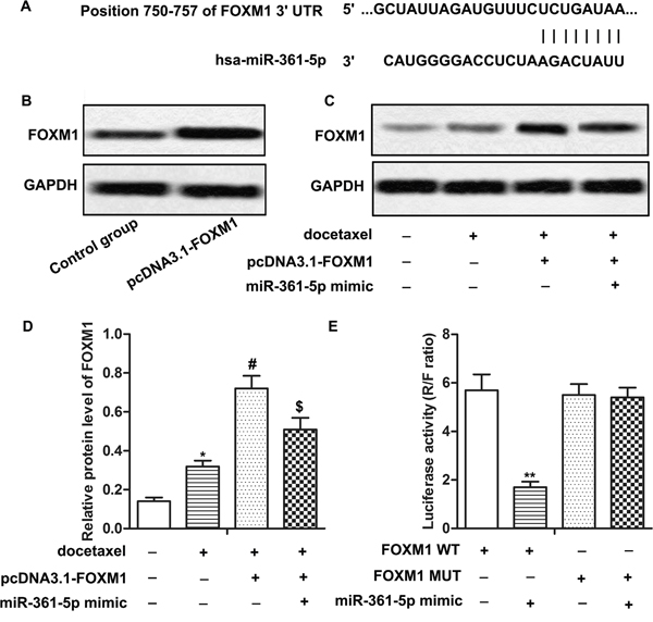 FOXM1 is a target of miR-361-5p in gastric cancer cells.