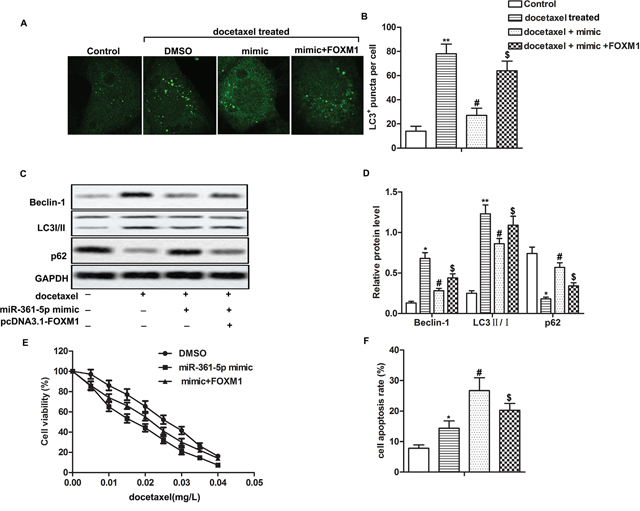 Overexpression of FOXM1 decreases the inhibitory effects of miR-361-5p on autophagy-induced chemoresistance in gastric cancer cells.