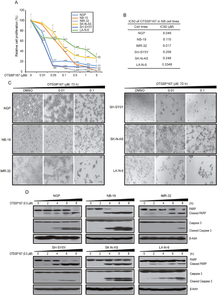 MELK inhibitor OTSSP167 inhibits cell proliferation and induces apoptosis in NB.