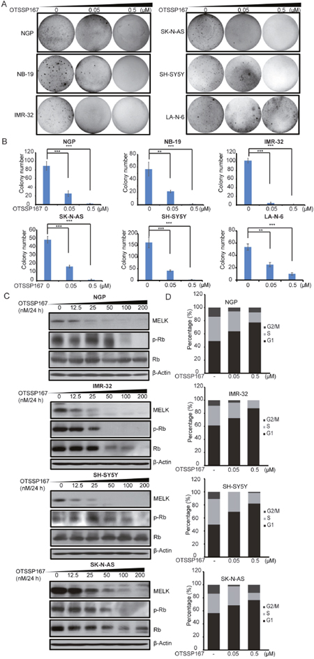 MELK inhibitor OTSSP167 exhibits inhibitory effects in NB.