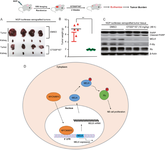 MELK inhibitor OTSSP167 inhibits Nb tumor growth.