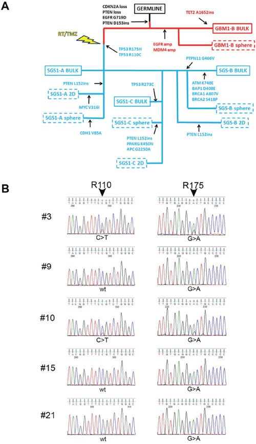 Targeted DNA sequencing reveals relationship between GBM1 and SGS1.