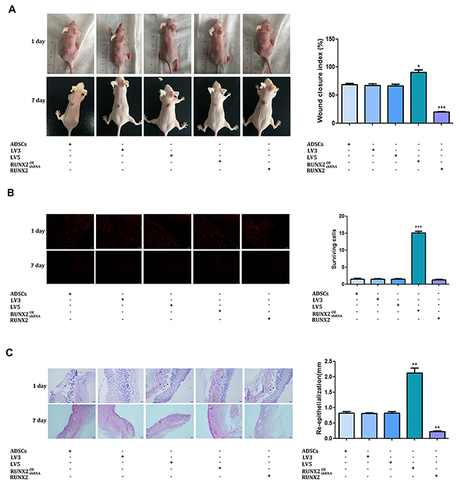 RUNX2 promotes the burn wound healing of mice.