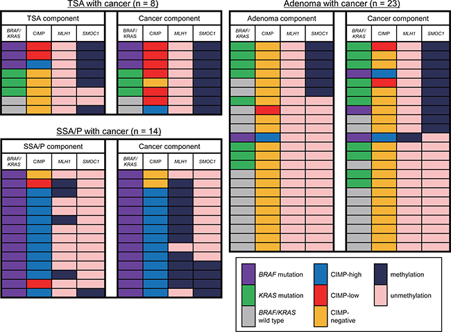 Changes in the molecular alterations during the progression of colorectal tumors.