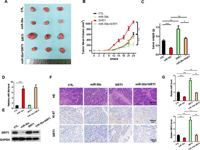 The function of miR-30a-SIRT1 axis on lung cancer growth in vivo.