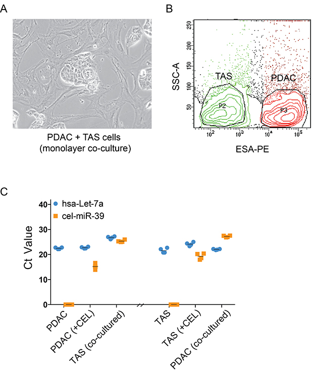 Exchanges of miRNAs, rather than changes in intrinsic expression, occur between PDAC and TAS cells.