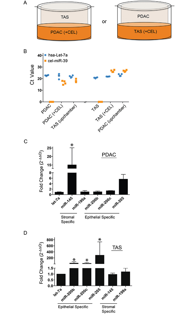 miRNA exchanges between PDAC and TAS cells are cell-cell contact independent.