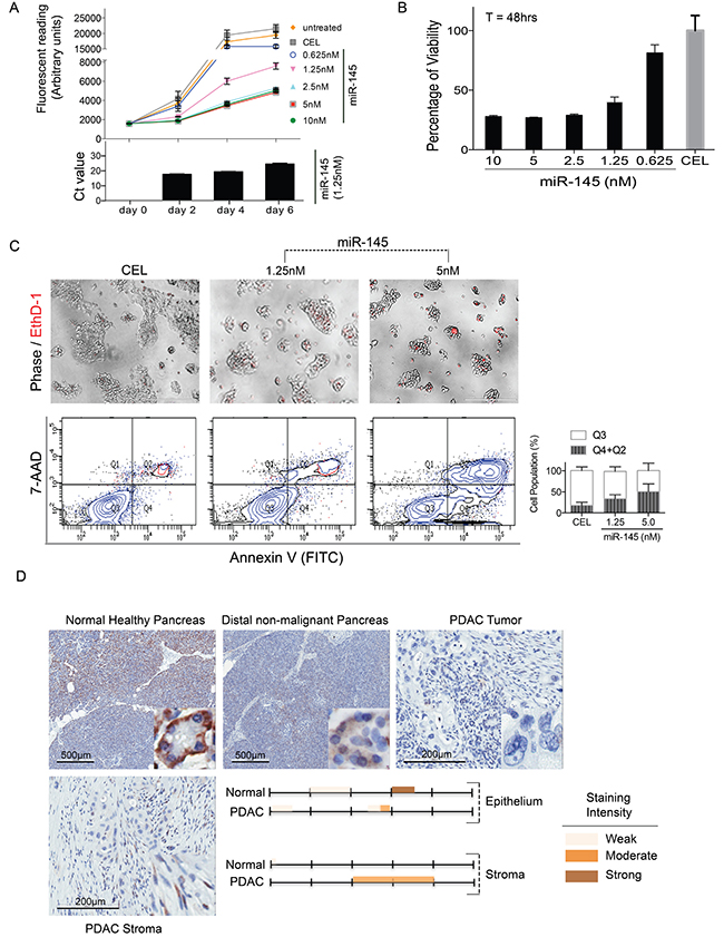miR-145 inhibits PDAC cell proliferation and induces cell death.
