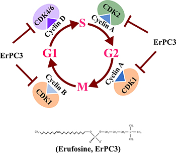 Graphical representation of Pan CDK inhibition activity by erufosine in OSCC cell lines and in-vivo.