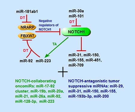 Schematic representation of miRNAs that are involved in NOTCH1-driven T-ALL, including miRNAs directly target or be targeted by NOTCH1 signaling pathway components, and that have collaborating or antagonistic effects with NOTCH pathway.