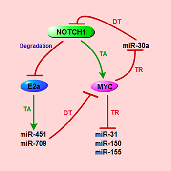 Schematic representation of miRNAs that are implicated in NOTCH1/MYC axis in T-ALL.