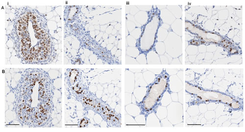 ER and PR expression in mouse mammary gland.