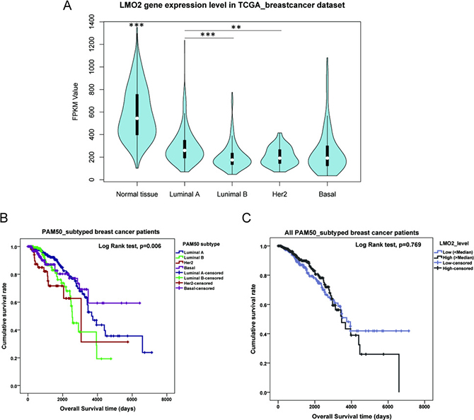 LMO2 expression profile and influence on patient survival in different PAM50 subtypes of breast cancer.