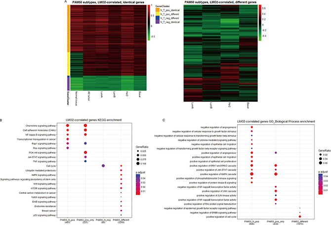 LMO2 function profiles in different PAM50 subtypes of breast cancer samples.
