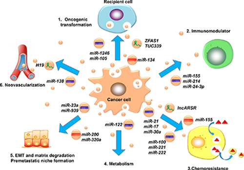 The mechanisms of the exosomal ncRNAs involved in cancer metastasis.