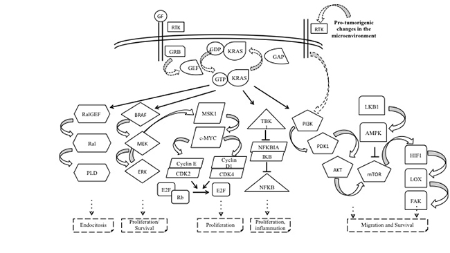 Complexity of KRAS signalling pathways.