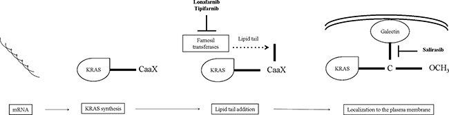 Steps towards KRAS membrane trafficking and localization.