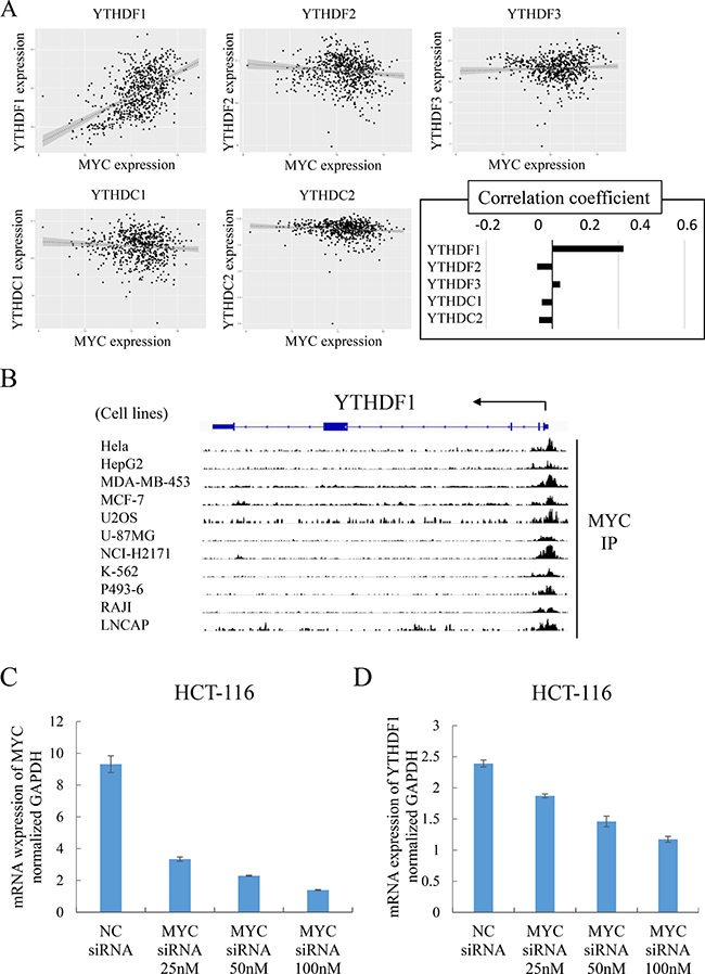 YTHDF1 was transcriptionally regulated by c-MYC.