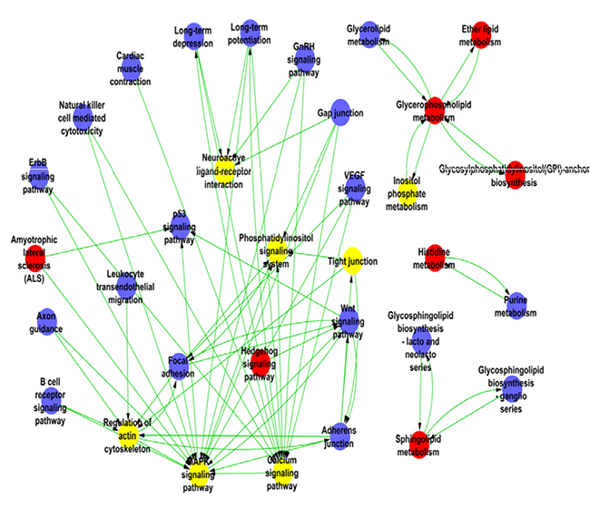 The pathway network of the differentially expressed genes in HPC mice.