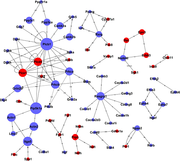 The interaction networks of differentially expressed genes in HPC mice.
