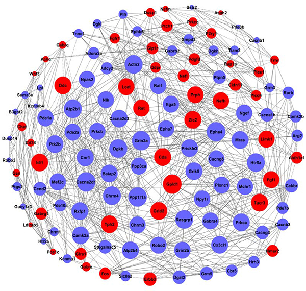 The co-expression network of genes formed from the HPC experimental group.