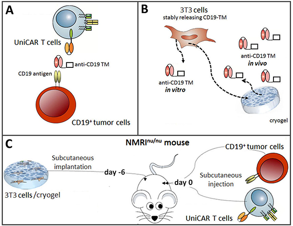 Schematic summary to show proof of concept for redirecting UniCAR T cells to tumor cells with an in vivo synthesized TM.