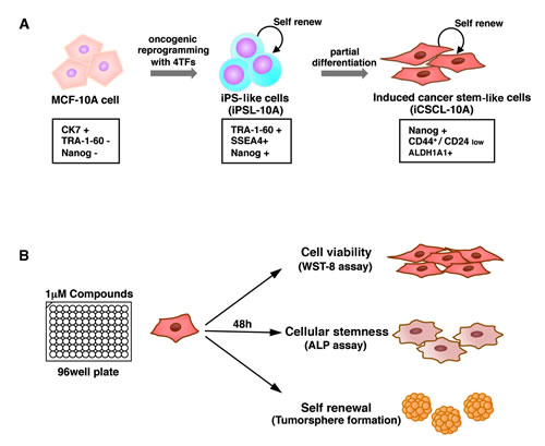 The induced CSC-like model and drug screening method.