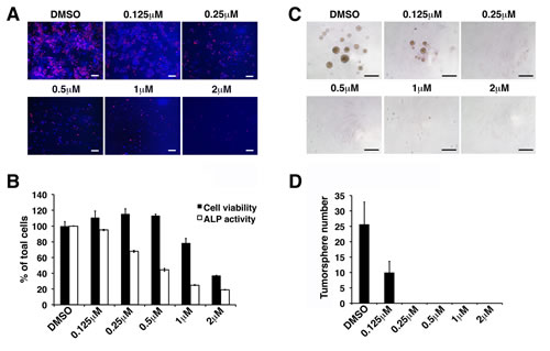 Withaferin A inhibits self-renewal and pluripotent properties of iCSCL-10A cells.