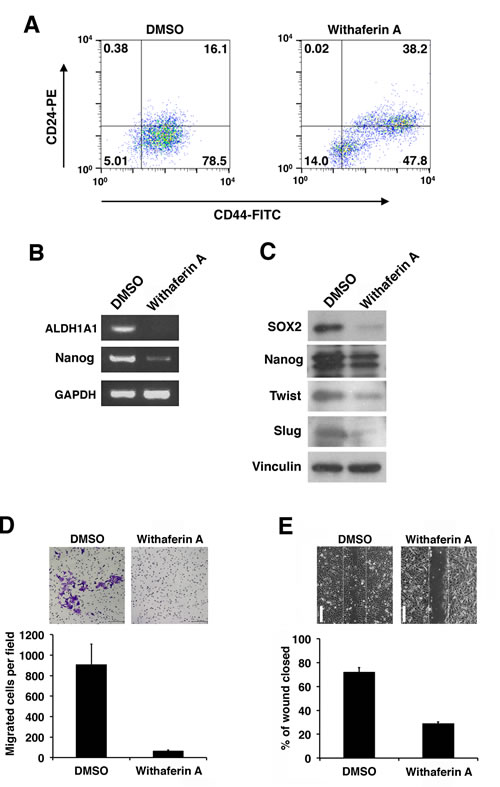Withaferin A suppresses the CSC properties of iCSCL-10A cells.
