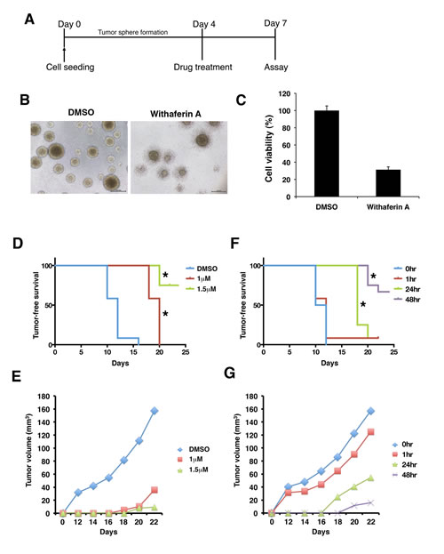 Withaferin A disrupts microenvironment and tumorigenicity of iCSCL-10A cells.
